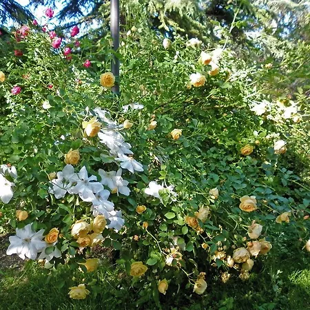 Bed & Breakfast I Cedri B&B Quattro Castella