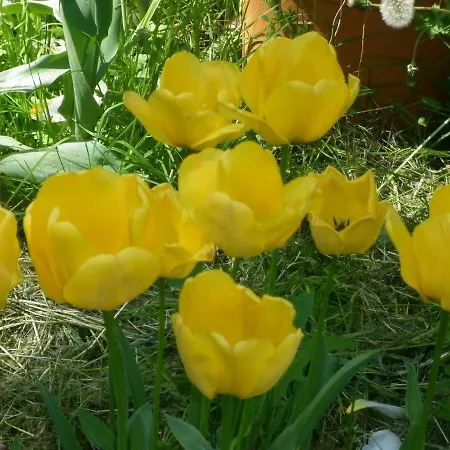 I Cedri B&B Bed & Breakfast